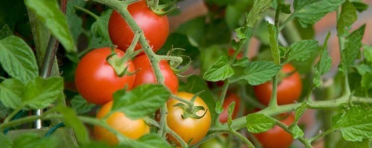 Estrategia para el manejo integrado del cultivo de jitomate